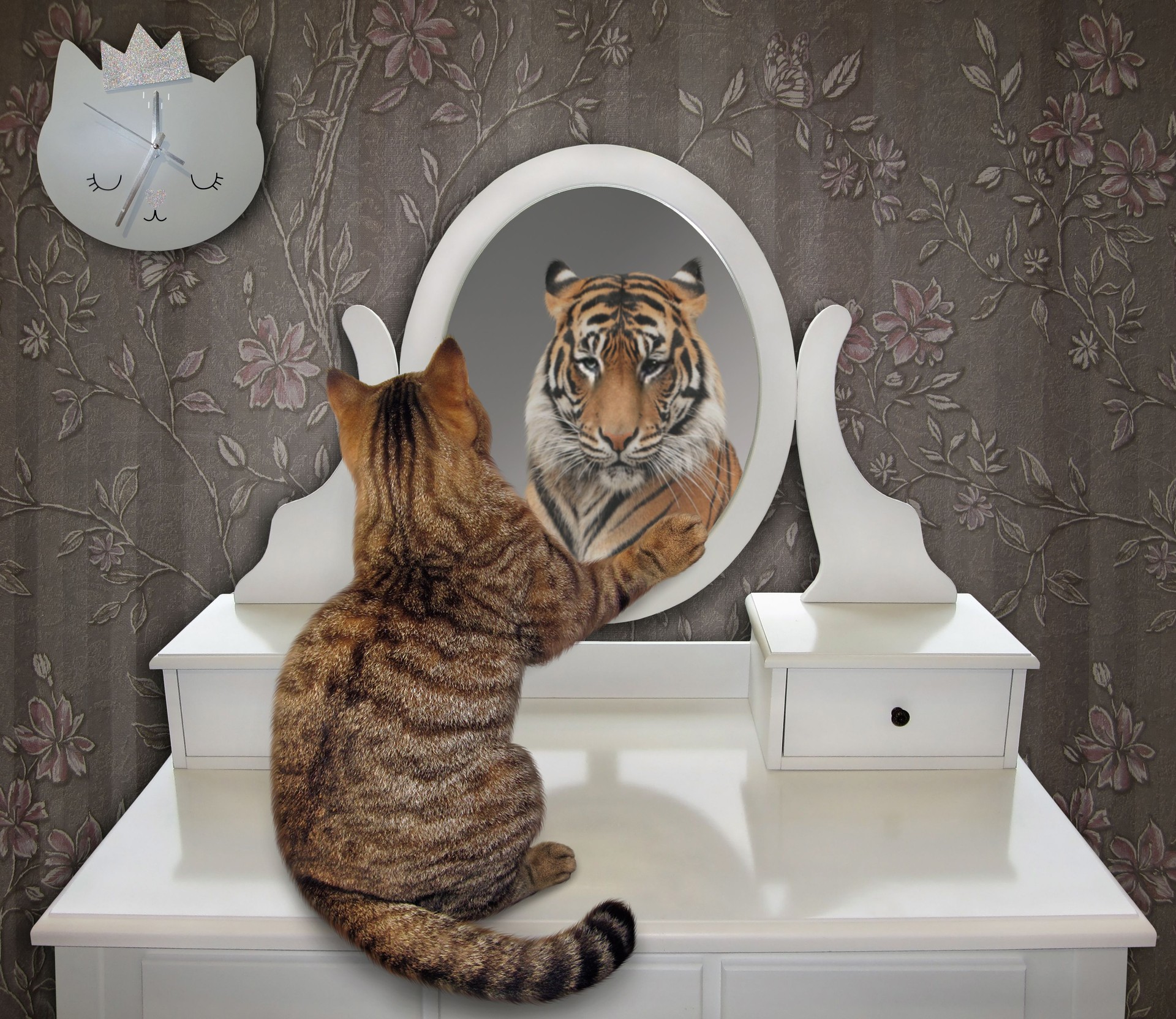 Cat looks at his funny reflection 2